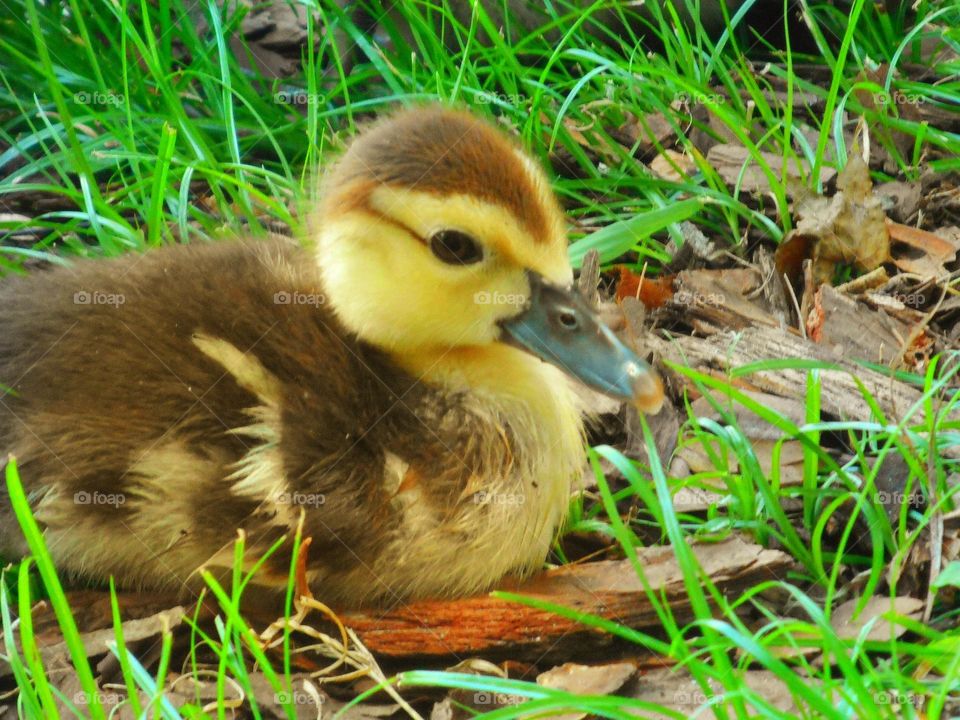 A yellow and brown baby duckling sits on the grass at Lake Lily Park in Maitland, Florida.