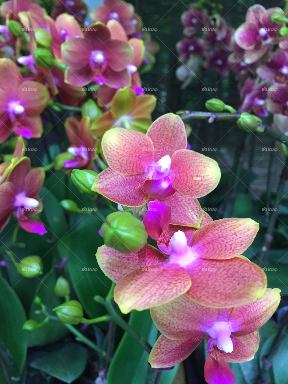 Orchid at the Market