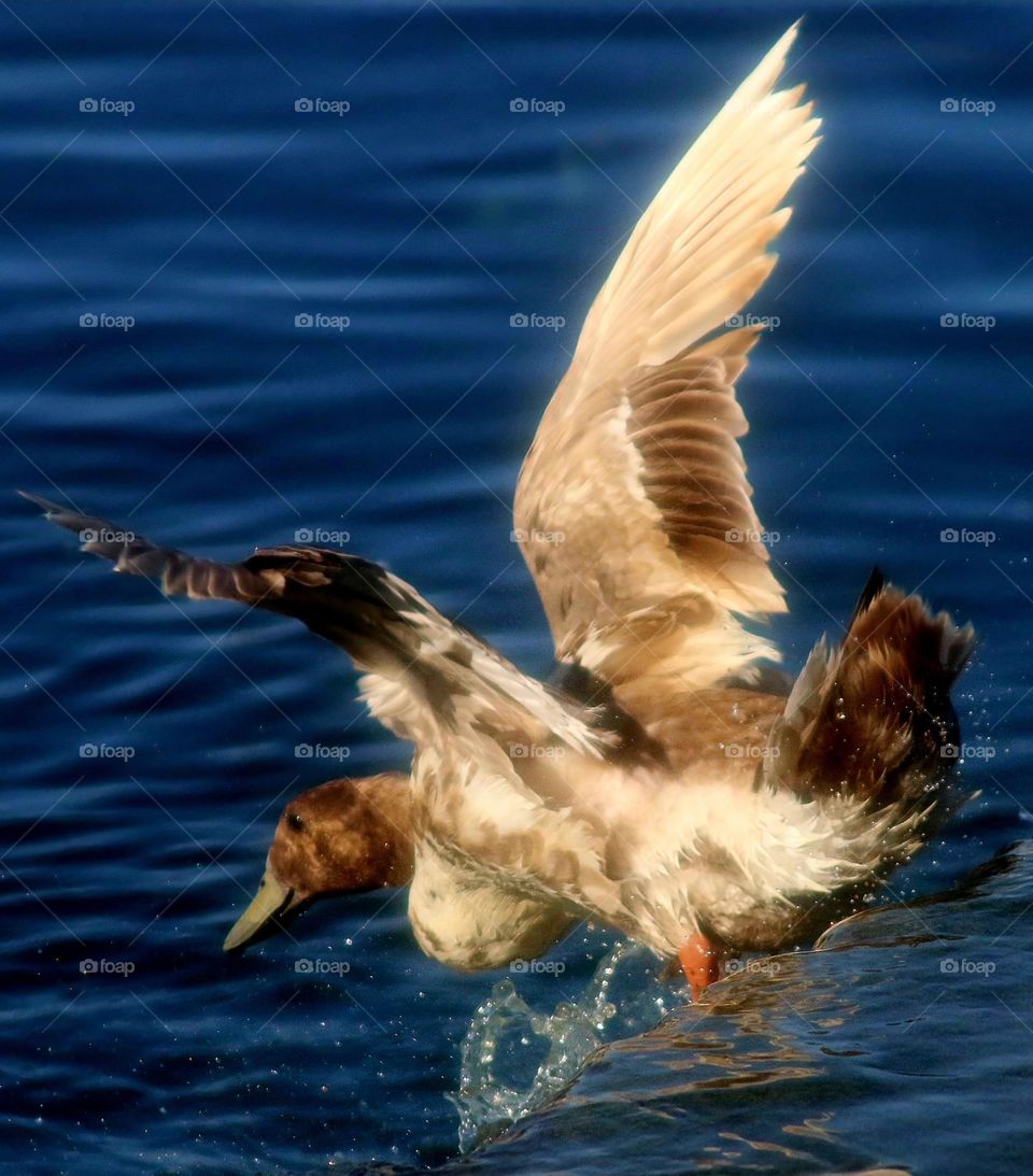 Duck Slipping Off a Ledge