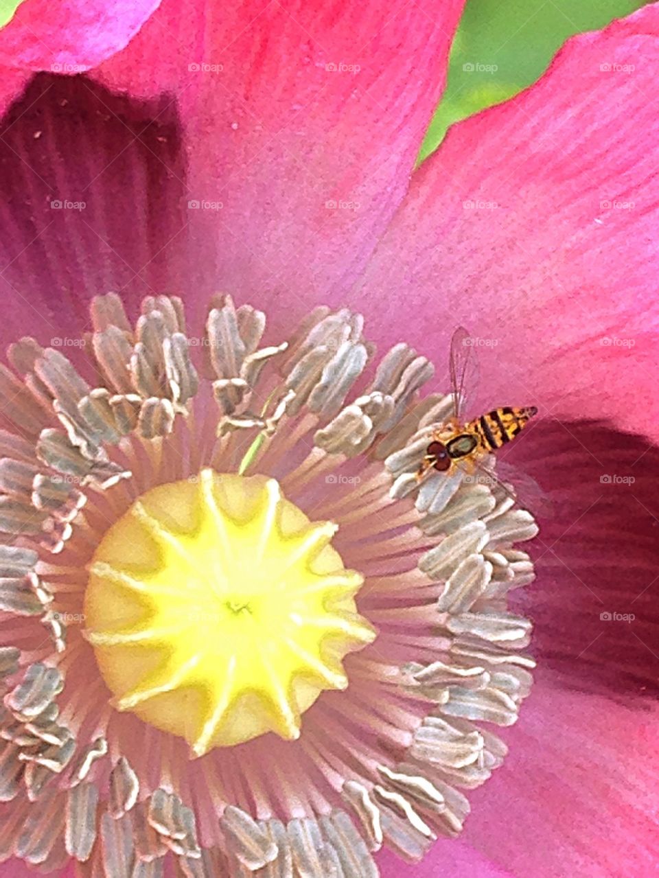 Bee in poppy