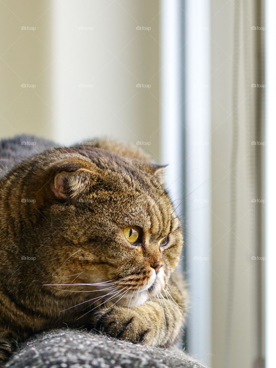 brown stripped scottish fold cat against a blurred background