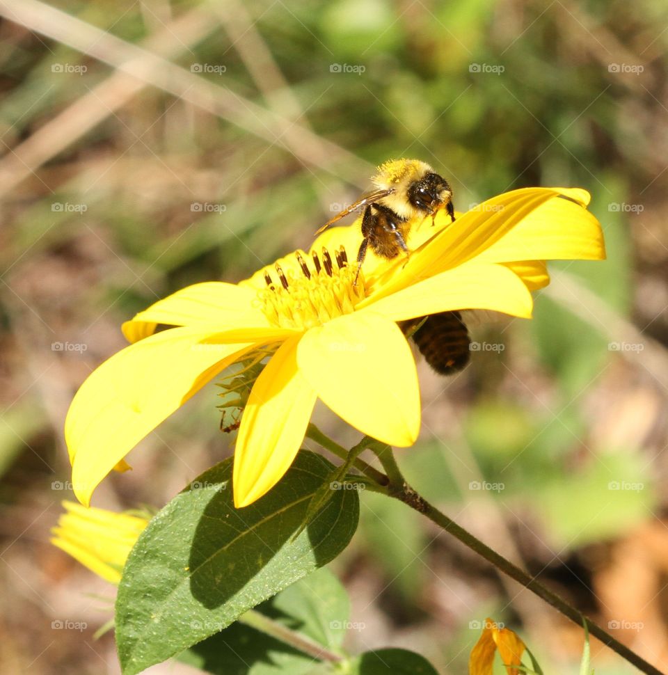 Pollen covered bee