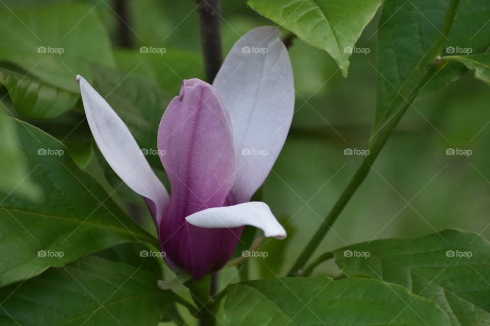 Green plant with flower/Planta verde com flor.