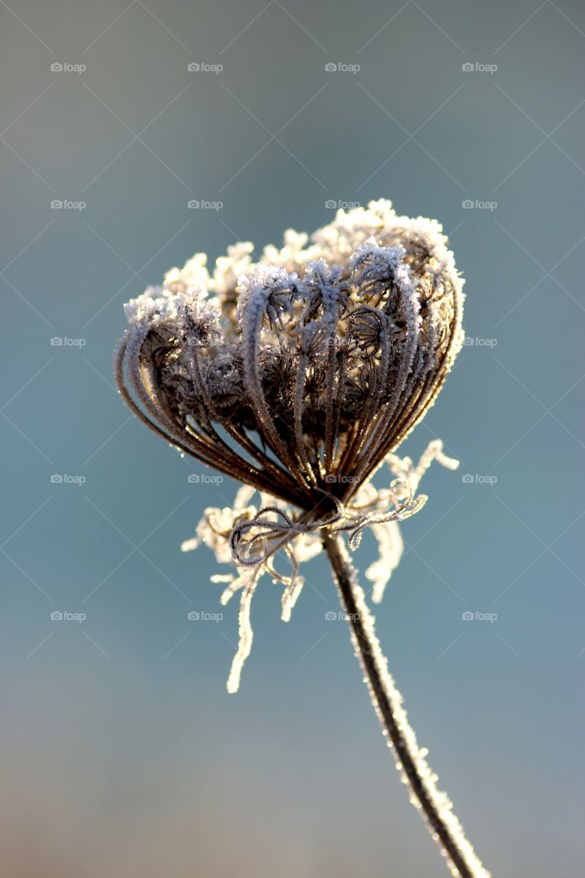 Hoarfrost on welted wildflower in backlight
