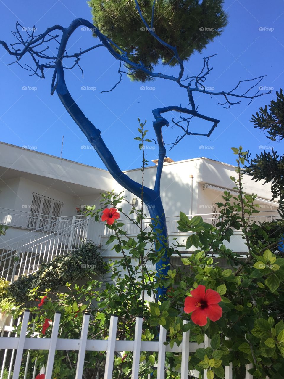 The blue tree ❤️