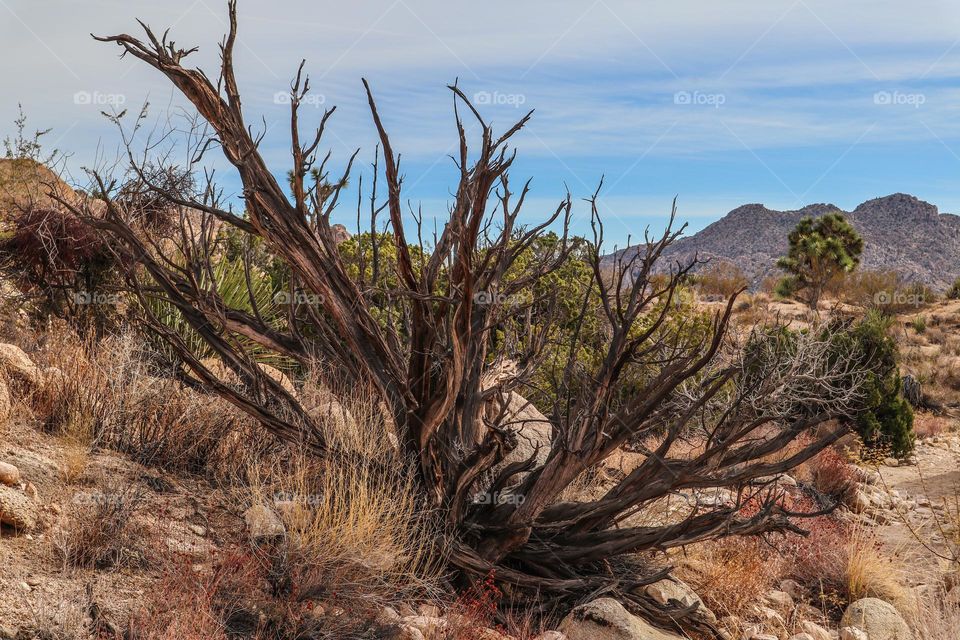 The vast landscape of the desert of Joshua Tree National Park with its desolate beauty and fascinating namesake trees, with its stunning desert plants and rock formations