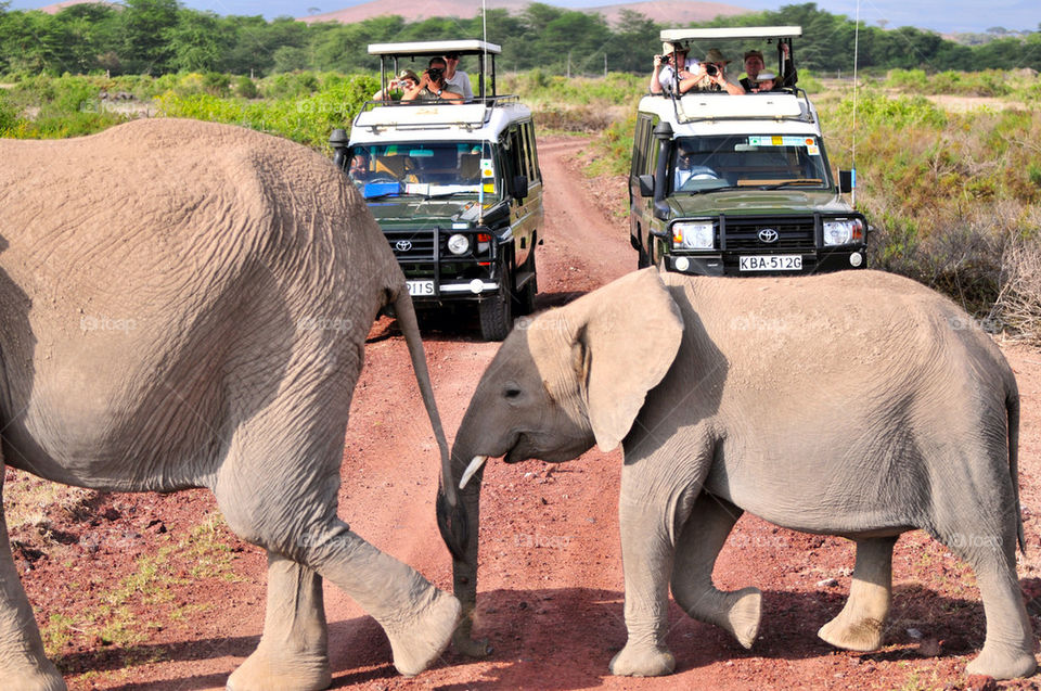 baby mother elephant safari by sgkraus