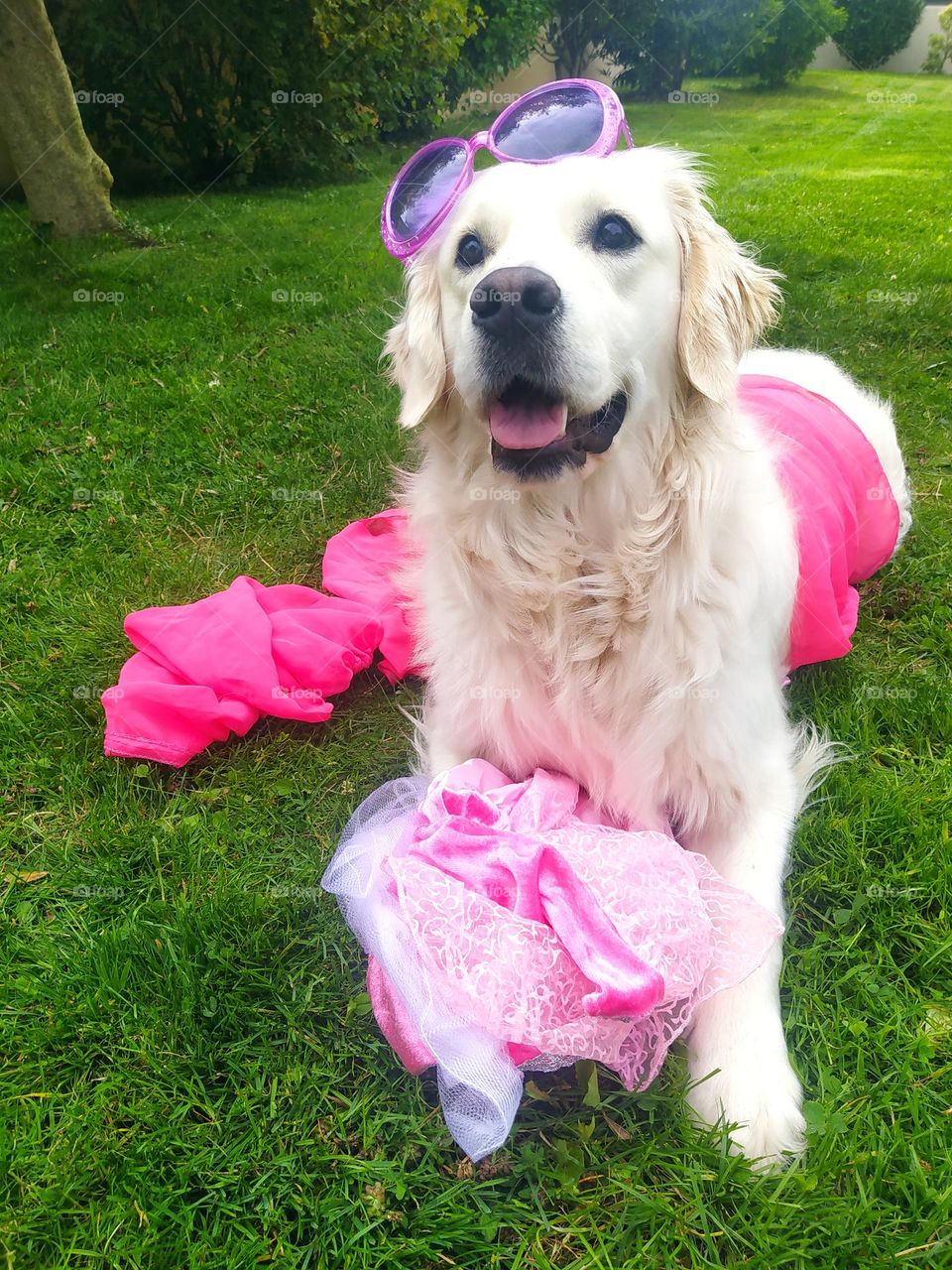 My dog ​​Sally, a two year old golden retriever, photographed with a Barbie style in our garden.