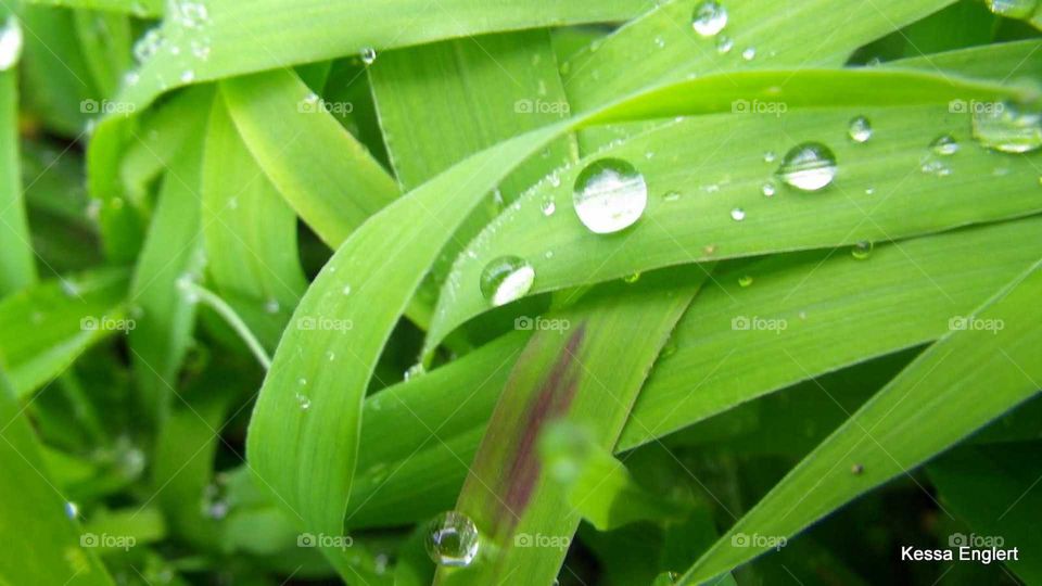 Morning Dew on Grass