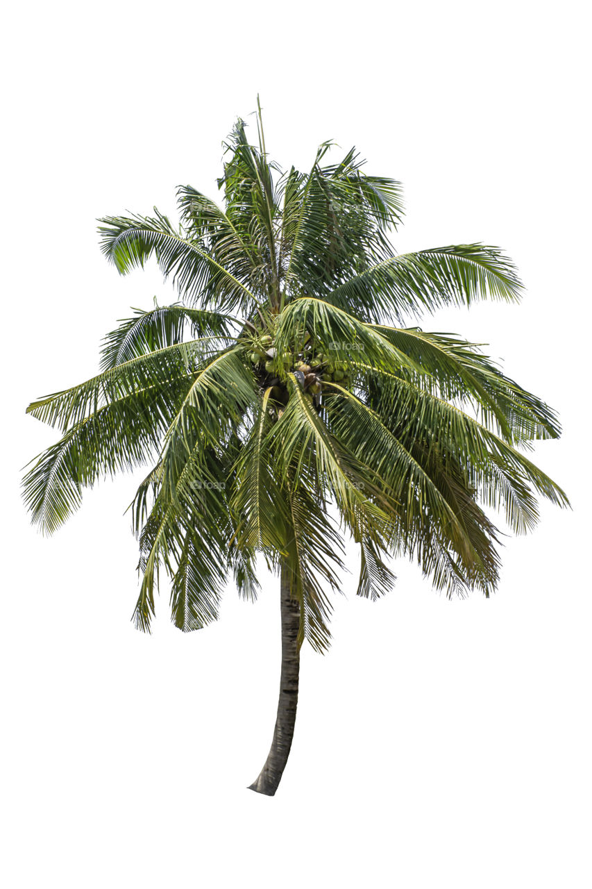 Isolated coconut trees on a white background with clipping path.