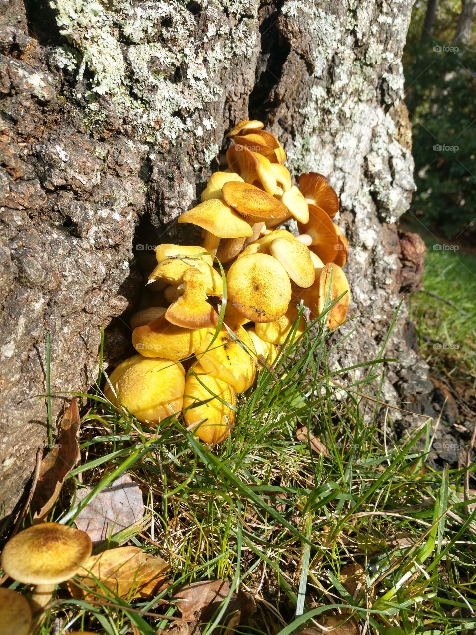 Fungus, Fall, Wood, Nature, Tree