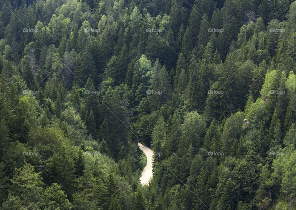 Mountain road between the evergreen pine trees, view from above
