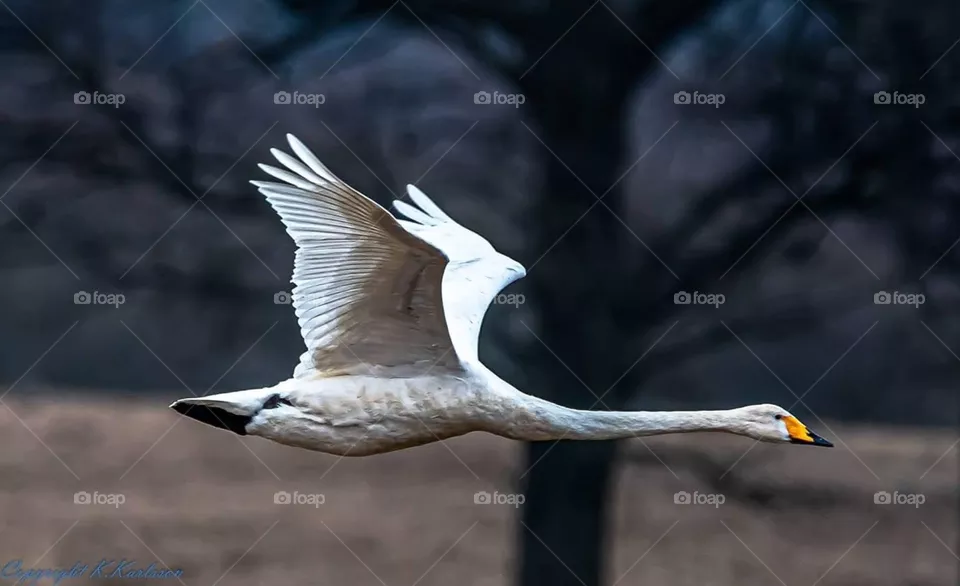 Flying 