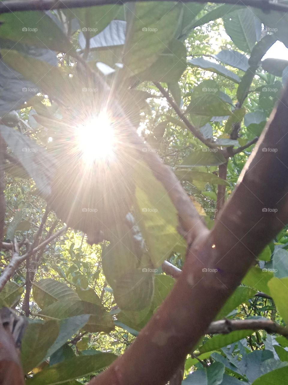the sun shining through the guava tree