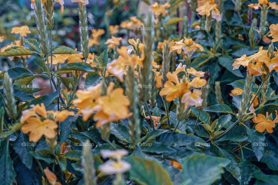 This photo was taken during and early morning hike at Sirao, Philippines ✨ "A beautiful day always starts with beautiful captures", I must say.