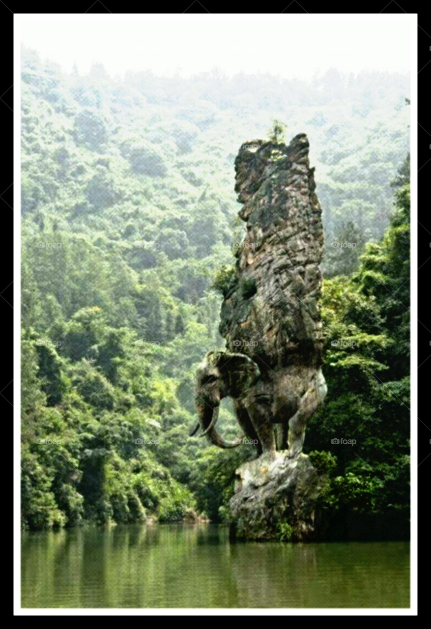 Elephant status in the forest