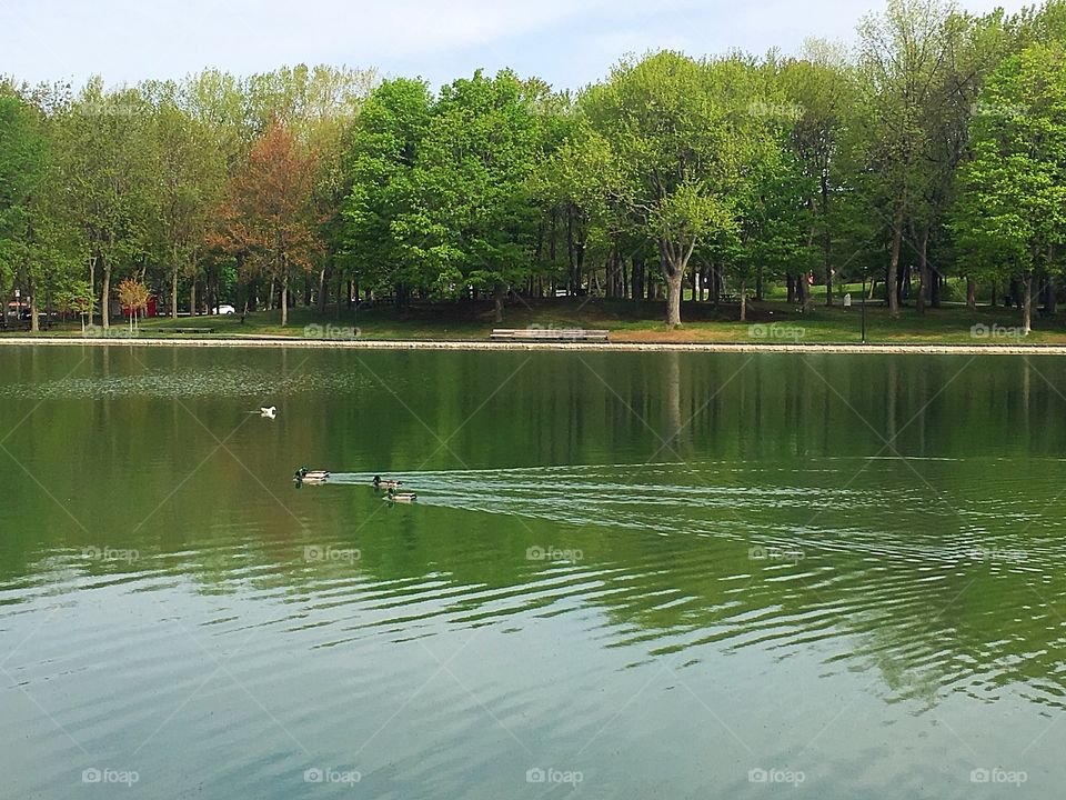A lake with swimming ducks in the city park in summertime 