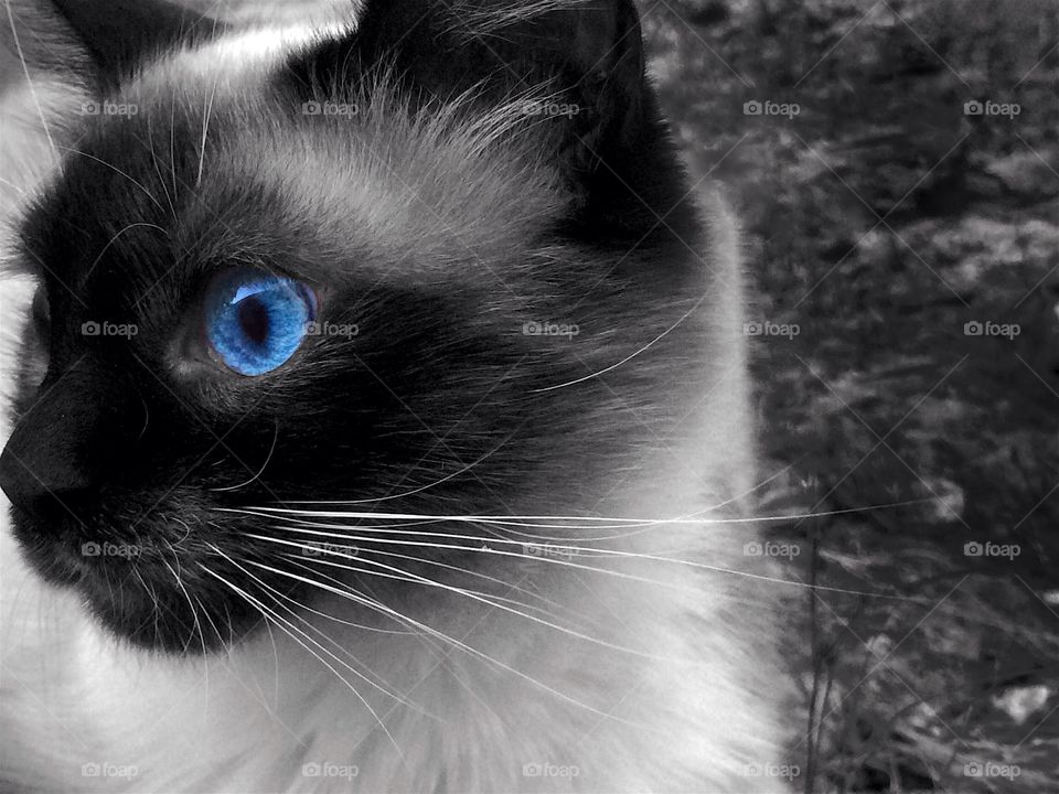 cat with blue eyes . black and white phot of a cat with blue eyes