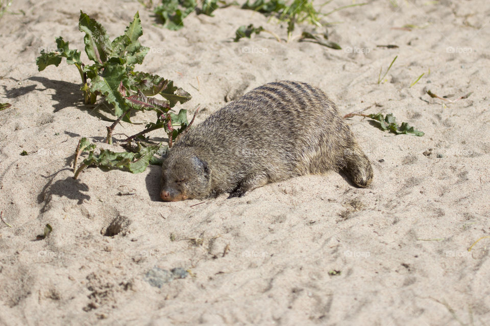 Fur animal sleeping on sand beach .
Djur sover på sandstrand 