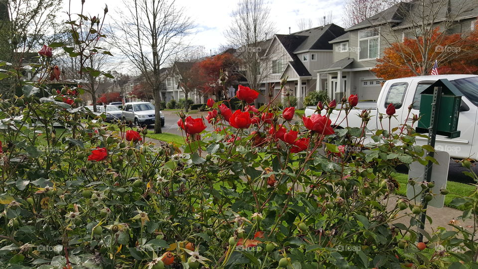 red roses in park