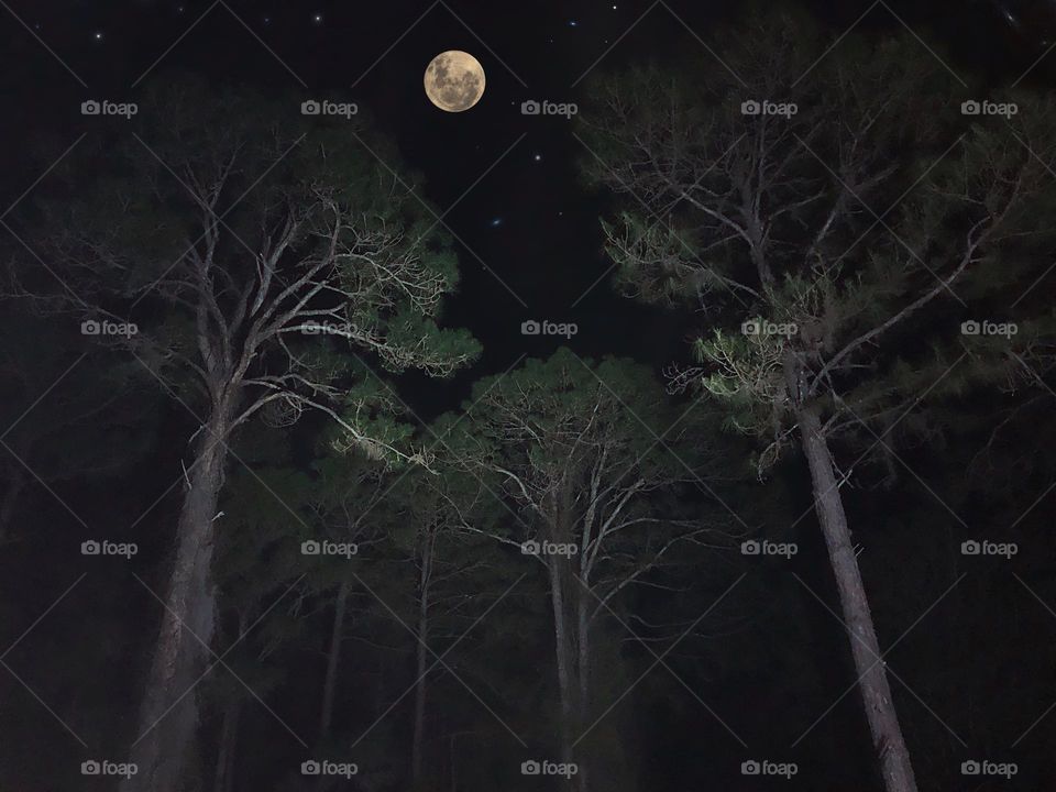 Spooky forest under a Blood Moon.