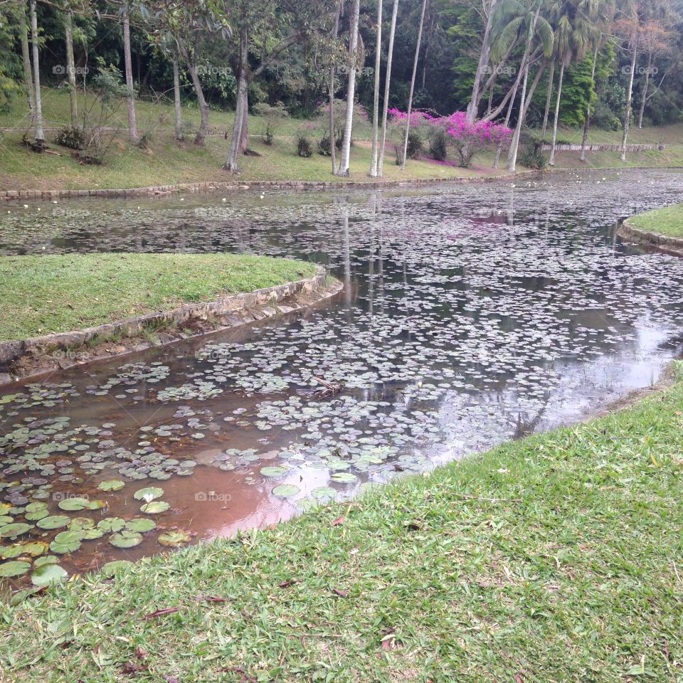 Water Lily Pond. Visiting Botanical garden of São Paulo