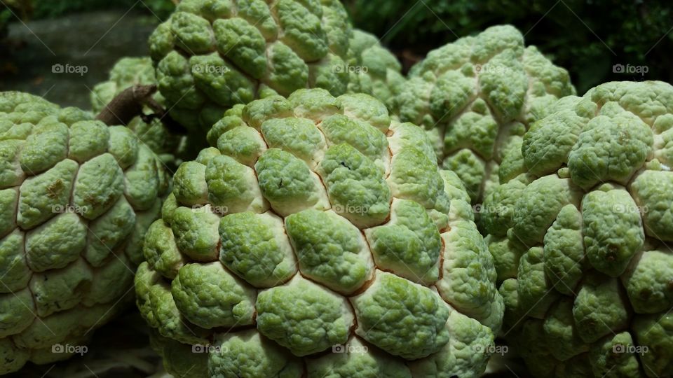 sugar apple or sweetsop as well as a custard apple