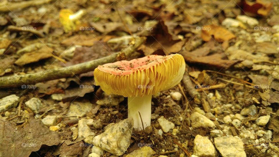 Toadstool