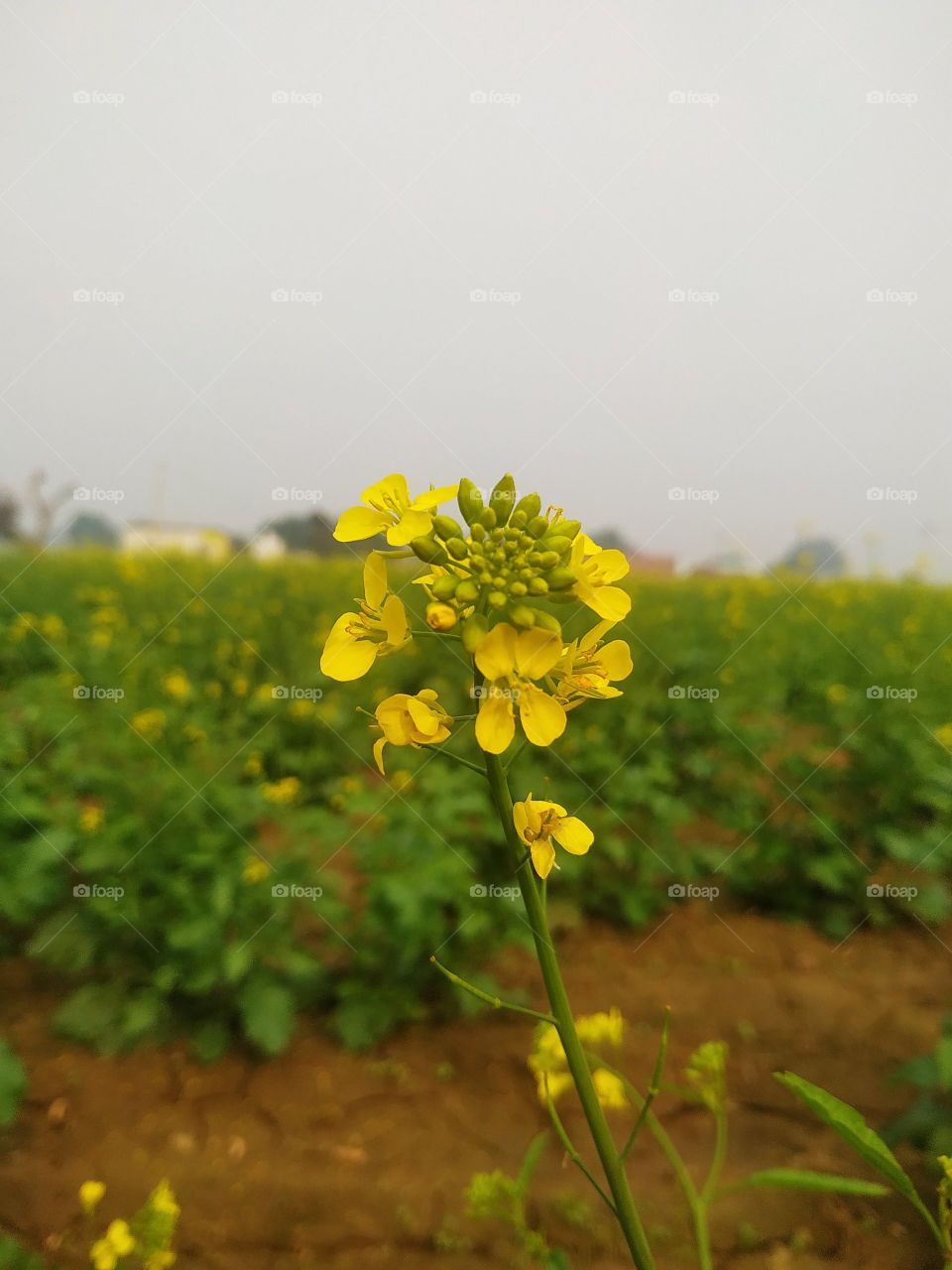 An Image of Mustard Flower