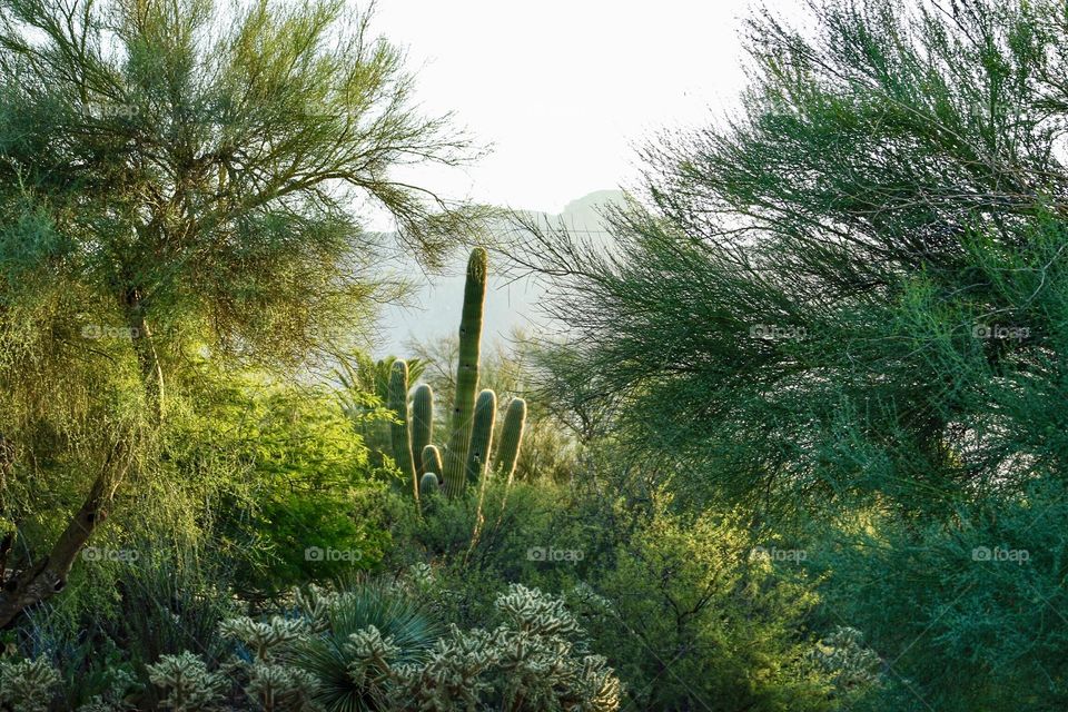 Sonoran desert 