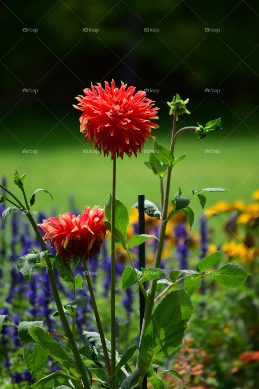 Dahlia - the beauty of nature