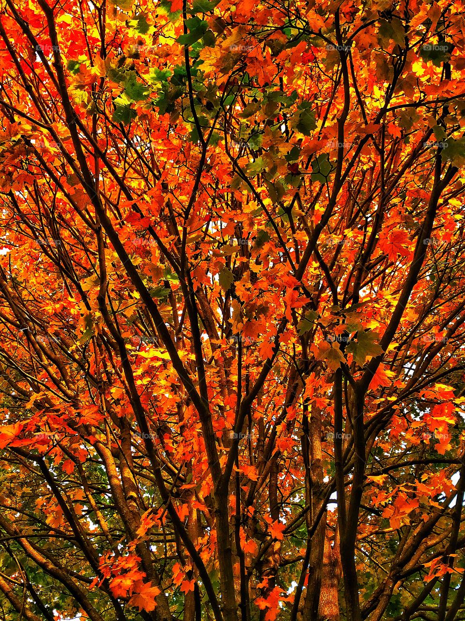 Autumn leaves on a maple tree—taken in Dyer, Indiana 