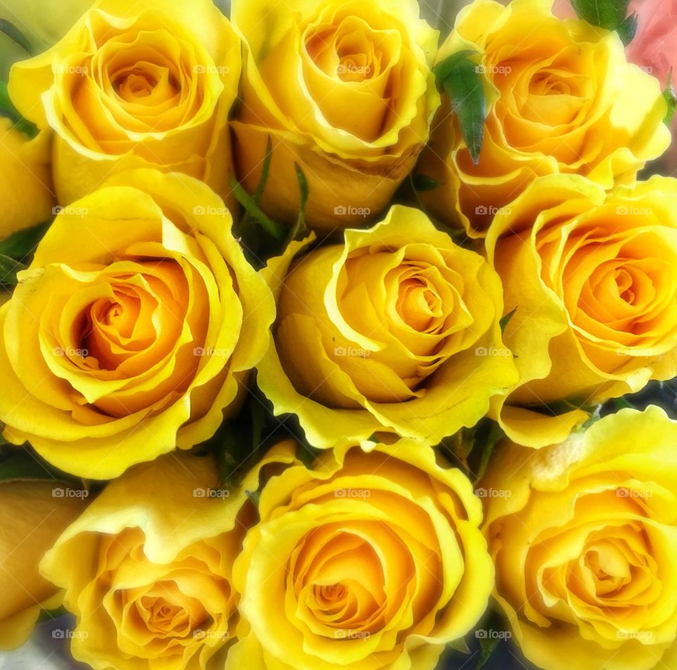 Close up of yellow roses