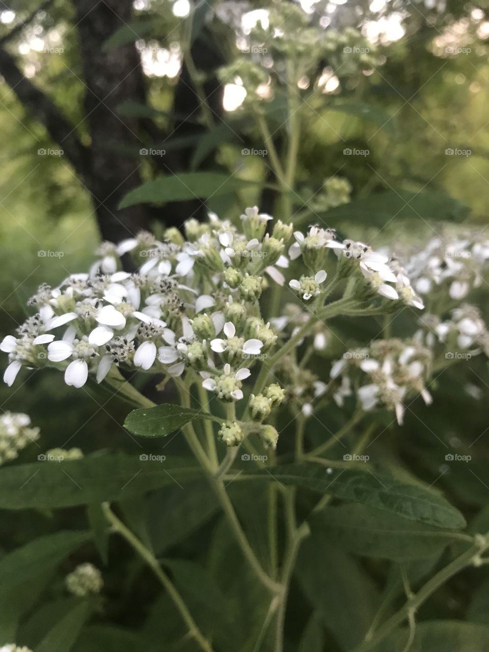 Nature, Flower, Leaf, Flora, No Person