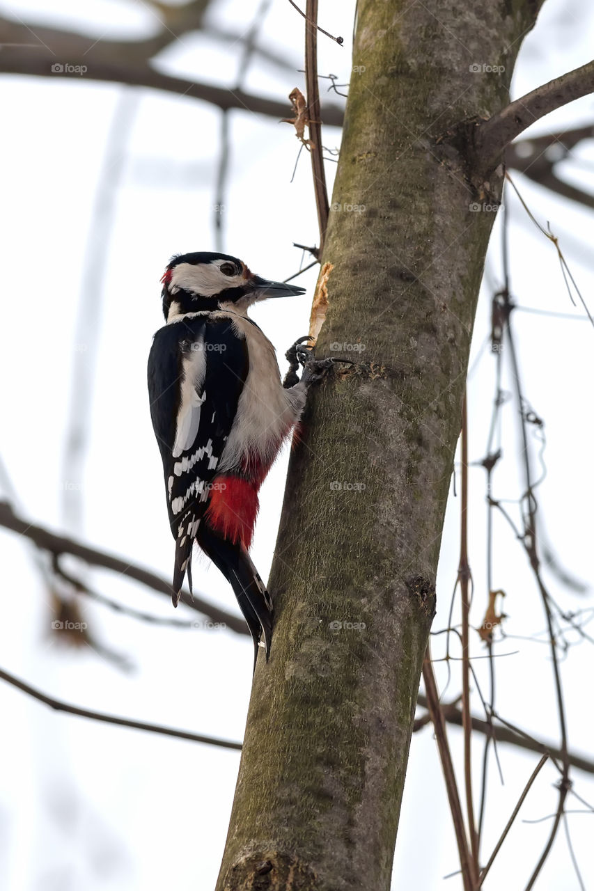 Large spotted woodpecker (Dendrocopus major, Aves) looking for food under the bark of a thick branch in winter