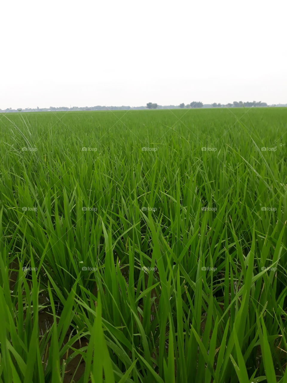 Grass in India