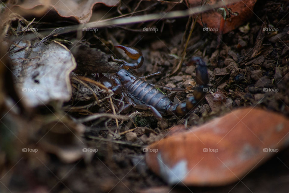 hidden scorpion