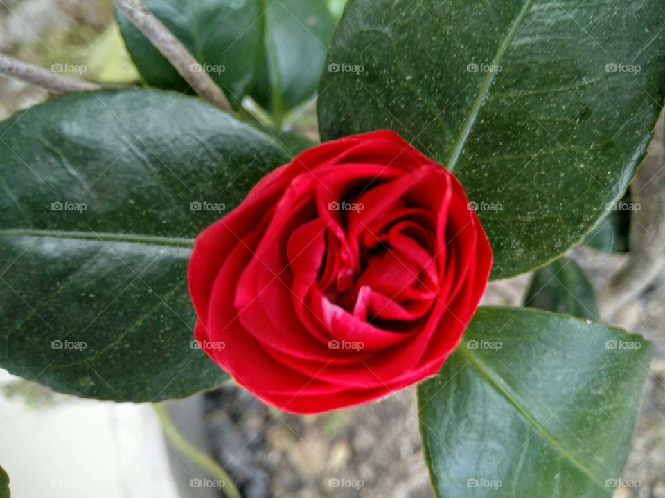 red Camellia