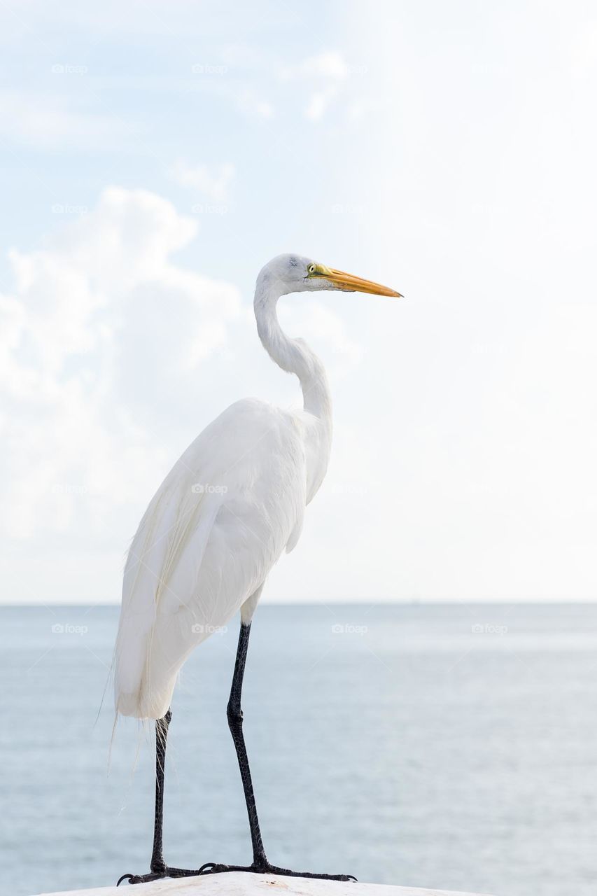 One beautiful white egret bird standing by the ocean, wildlife in Florida 