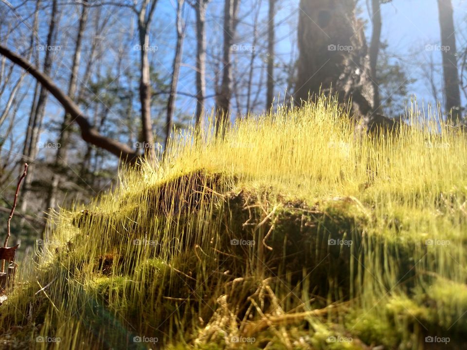 Furry Moss