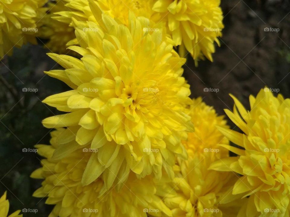 yellow flower garden in india