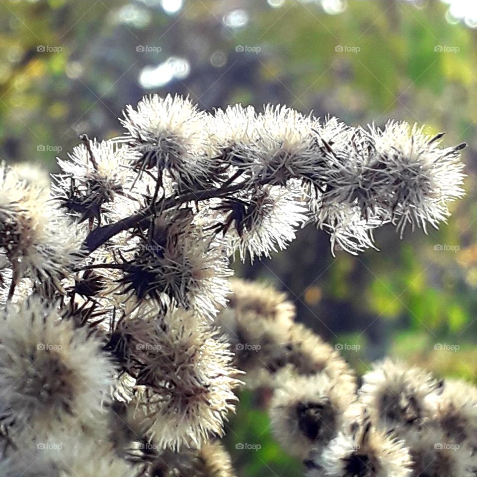 sunlit dry flowers and seeds of goldenrod