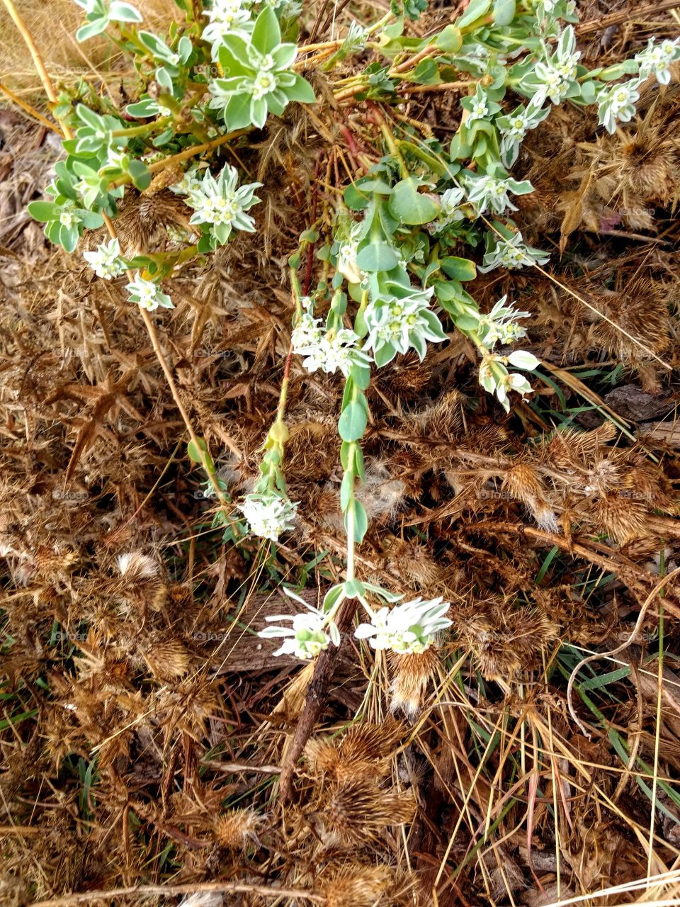 Hardy plant growing during a drought, green white brown, grass, weed, flower, thriving, tough, hopeful
