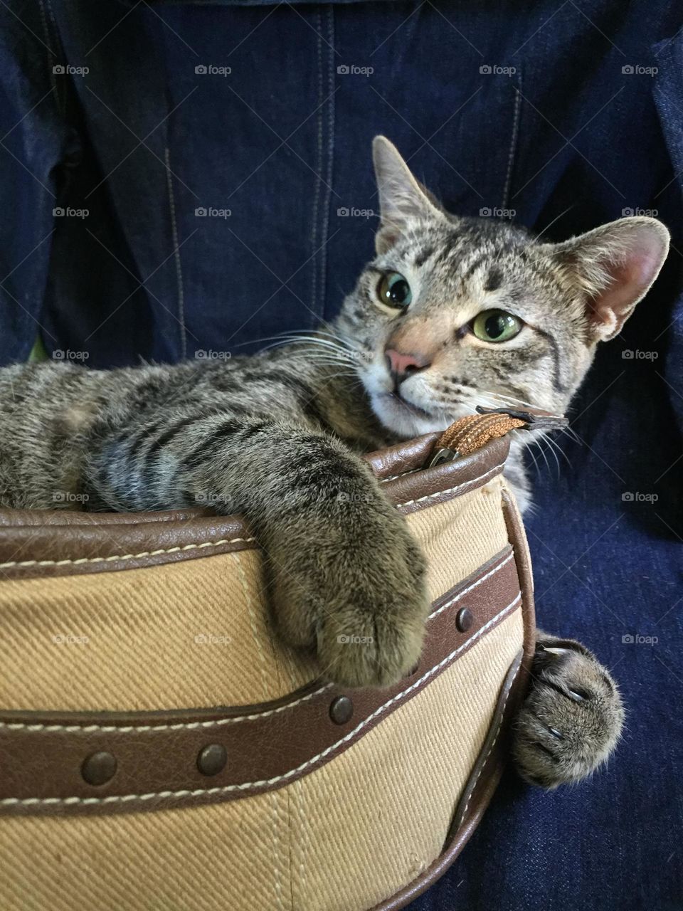Cat and the brown pouch 