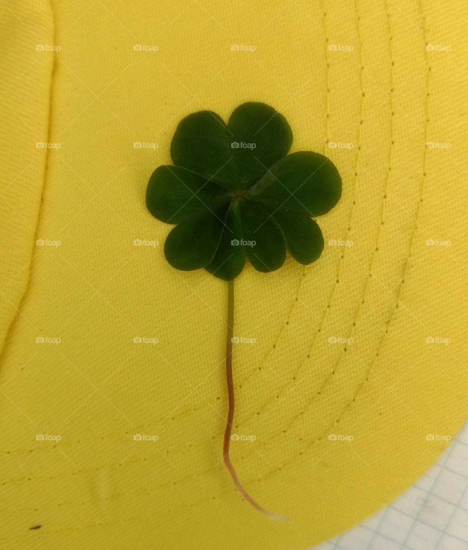 luck
four leaf