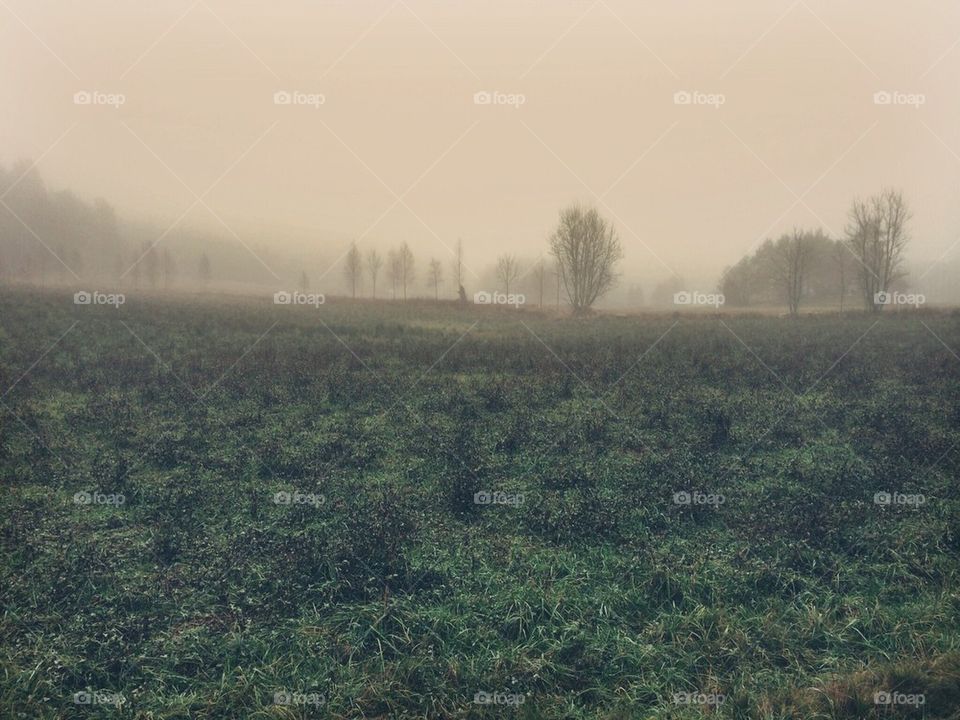 Misty morning at grassy field