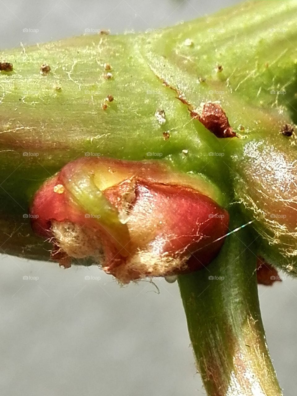 Winegrape bud