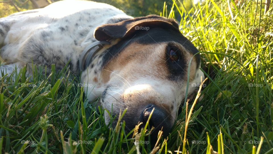 Blue tick coonhound laying in grass