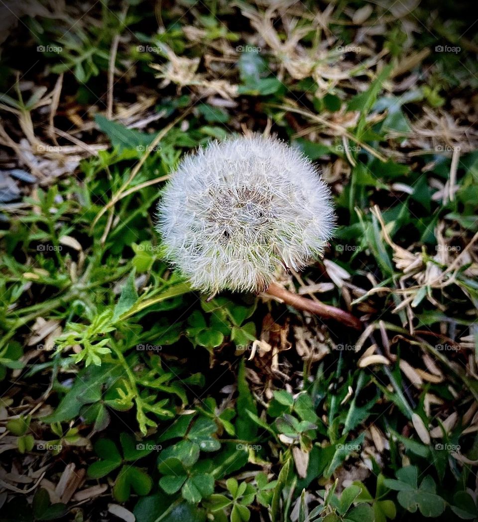 Dandelion