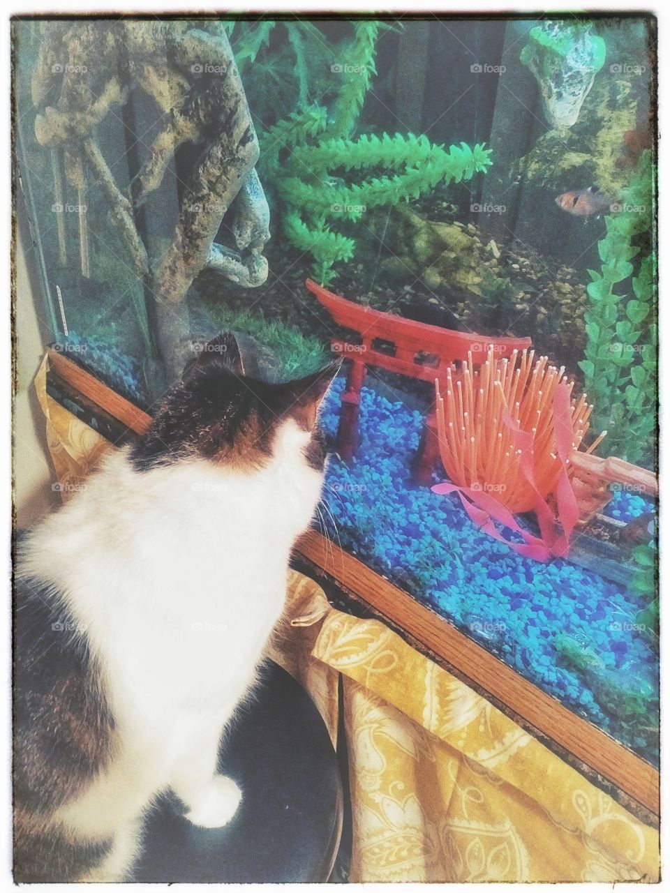 aquarium watching